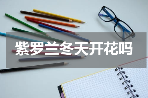 紫罗兰冬天开花吗