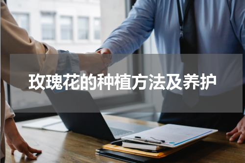 玫瑰花的种植方法及养护