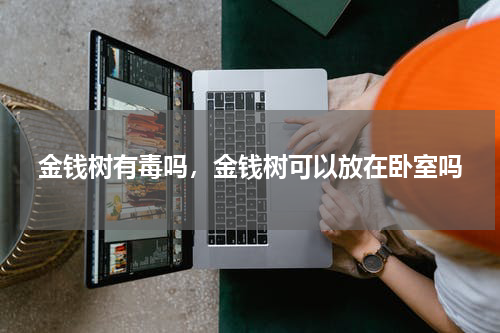 金钱树有毒吗，金钱树可以放在卧室吗