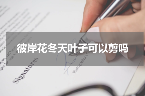彼岸花冬天叶子可以剪吗