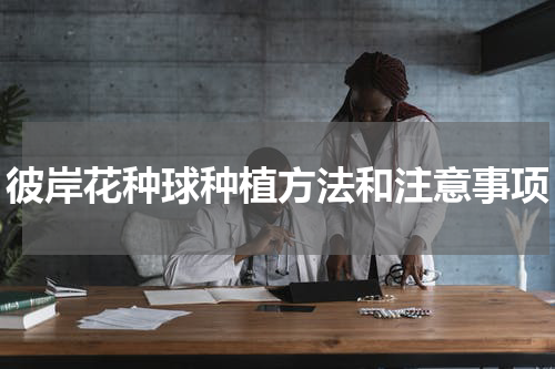 彼岸花种球种植方法和注意事项