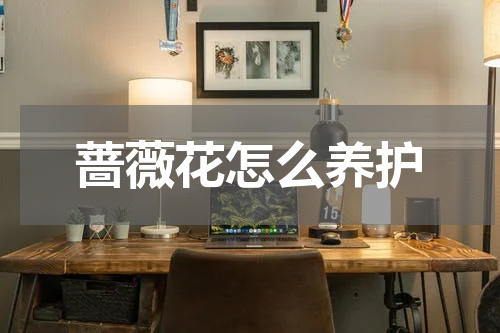 蔷薇花怎么养护