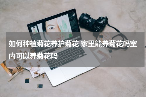 如何种植菊花养护菊花 家里能养菊花吗室内可以养菊花吗