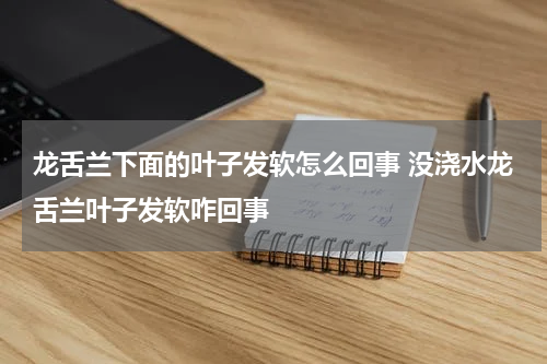 龙舌兰下面的叶子发软怎么回事 没浇水龙舌兰叶子发软咋回事