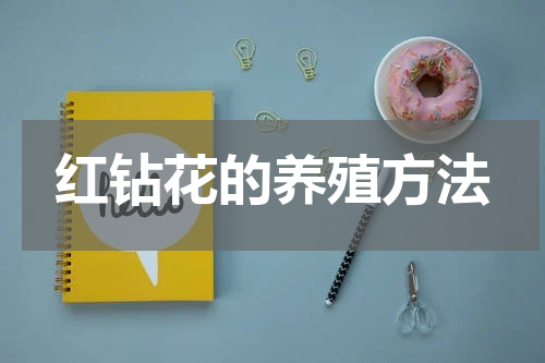 红钻花的养殖方法