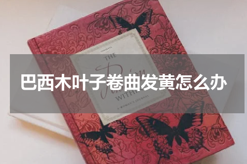 巴西木叶子卷曲发黄怎么办