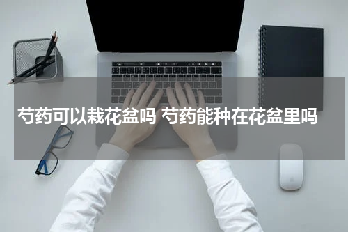 芍药可以栽花盆吗 芍药能种在花盆里吗