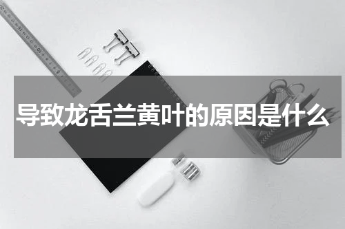 导致龙舌兰黄叶的原因是什么