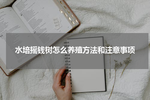 水培摇钱树怎么养殖方法和注意事项