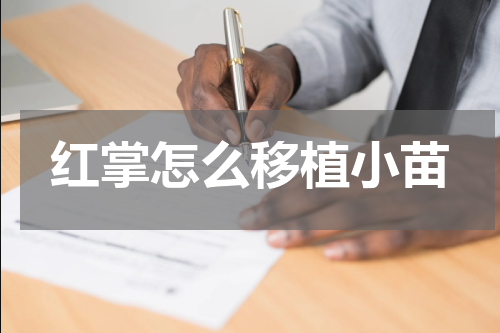 红掌怎么移植小苗