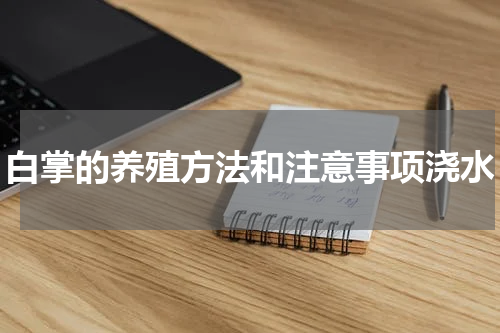 白掌的养殖方法和注意事项浇水