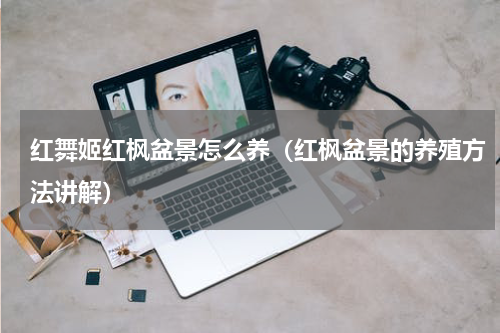 红舞姬红枫盆景怎么养（红枫盆景的养殖方法讲解）