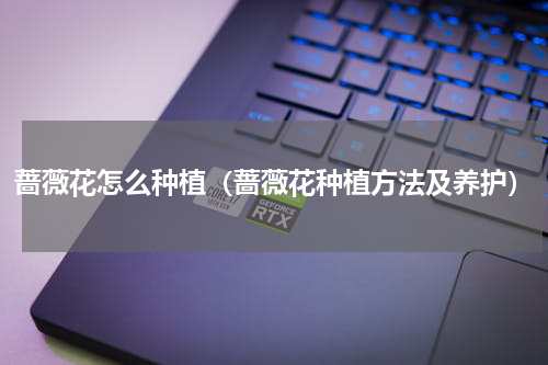 蔷薇花怎么种植（蔷薇花种植方法及养护）