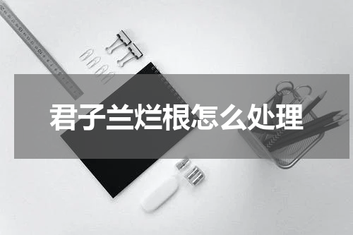 君子兰烂根怎么处理