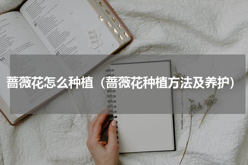 蔷薇花怎么种植（蔷薇花种植方法及养护）