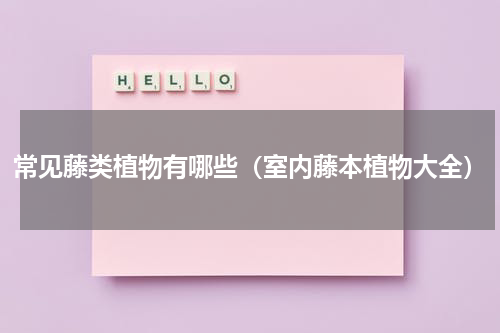 常见藤类植物有哪些（室内藤本植物大全）