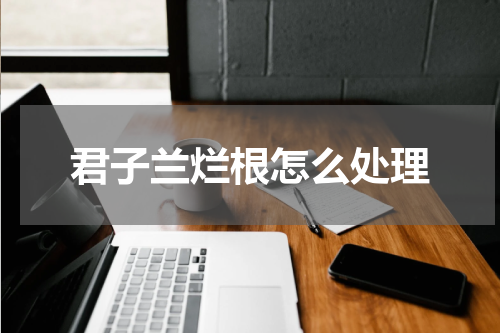 君子兰烂根怎么处理
