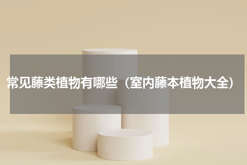 常见藤类植物有哪些（室内藤本植物大全）