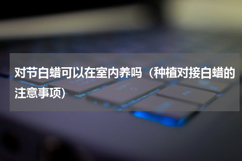 对节白蜡可以在室内养吗（种植对接白蜡的注意事项）