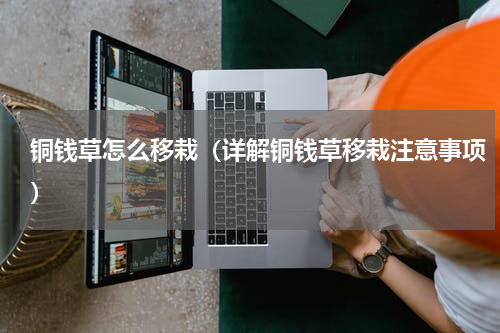 铜钱草怎么移栽（详解铜钱草移栽注意事项）