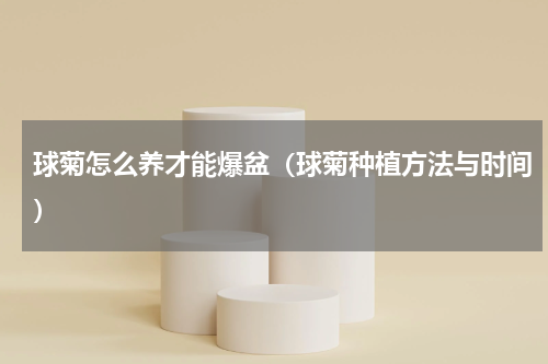 球菊怎么养才能爆盆（球菊种植方法与时间）