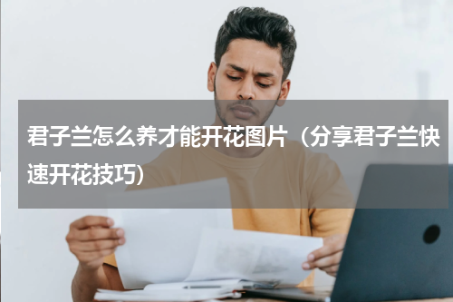 君子兰怎么养才能开花图片（分享君子兰快速开花技巧）