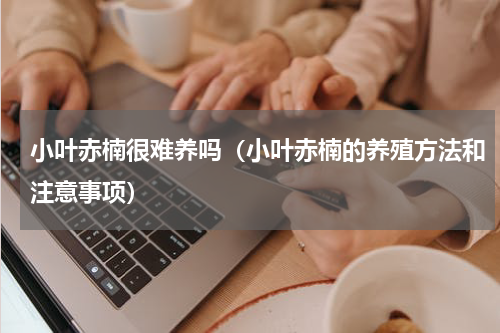 小叶赤楠很难养吗（小叶赤楠的养殖方法和注意事项）