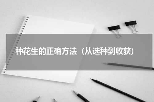 种花生的正确方法（从选种到收获）
