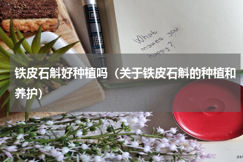 铁皮石斛好种植吗（关于铁皮石斛的种植和养护）