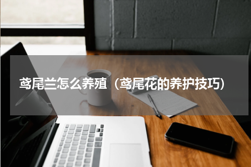 鸢尾兰怎么养殖（鸢尾花的养护技巧）