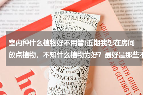 室内种什么植物好不用管(近期我想在房间放点植物，不知什么植物为好？最好是那些不用太多时间打理的植物。)