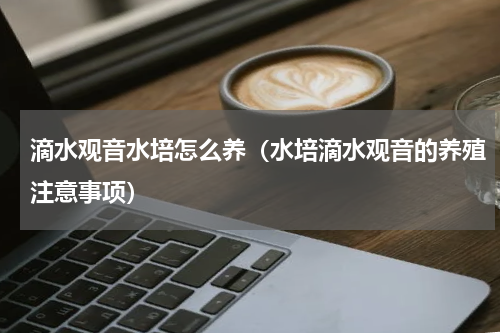 滴水观音水培怎么养（水培滴水观音的养殖注意事项）