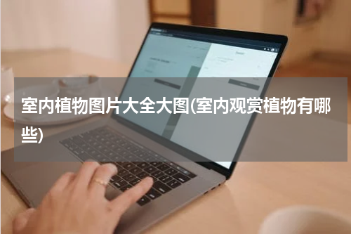 室内植物图片大全大图(室内观赏植物有哪些)