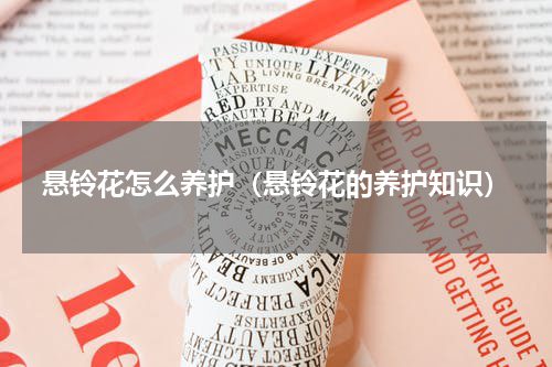 悬铃花怎么养护（悬铃花的养护知识）