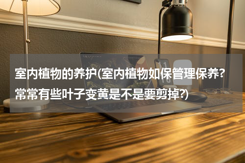 室内植物的养护(室内植物如保管理保养?常常有些叶子变黄是不是要剪掉?)