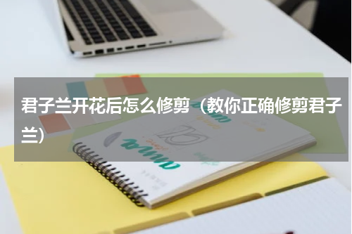 君子兰开花后怎么修剪（教你正确修剪君子兰）