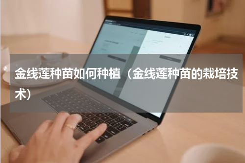 金线莲种苗如何种植（金线莲种苗的栽培技术）