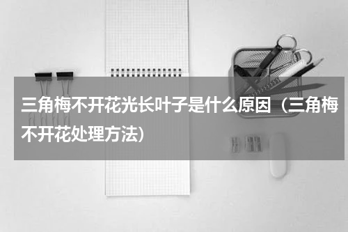 三角梅不开花光长叶子是什么原因（三角梅不开花处理方法）