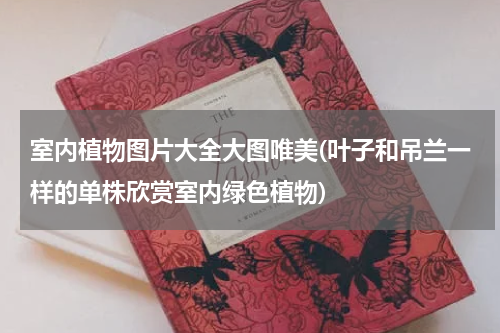 室内植物图片大全大图唯美(叶子和吊兰一样的单株欣赏室内绿色植物)
