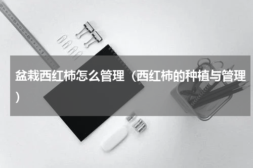 盆栽西红柿怎么管理（西红柿的种植与管理）