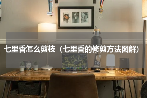 七里香怎么剪枝（七里香的修剪方法图解）