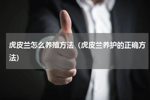 虎皮兰怎么养殖方法（虎皮兰养护的正确方法）