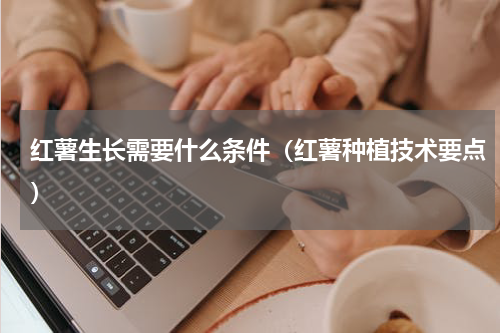 红薯生长需要什么条件（红薯种植技术要点）