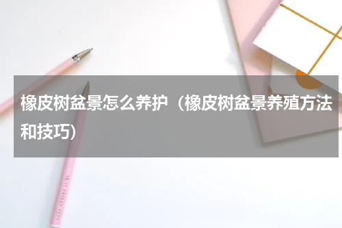 橡皮树盆景怎么养护（橡皮树盆景养殖方法和技巧）