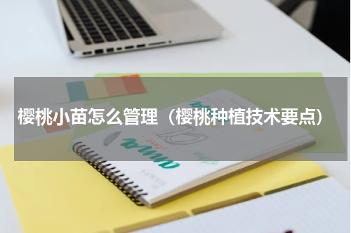 樱桃小苗怎么管理（樱桃种植技术要点）