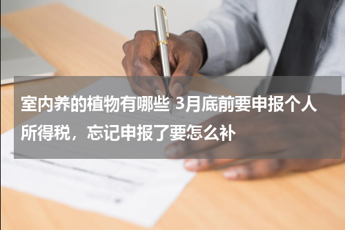 室内养的植物有哪些 3月底前要申报个人所得税，忘记申报了要怎么补