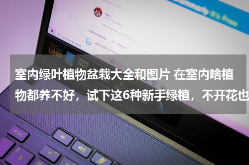 室内绿叶植物盆栽大全和图片 在室内啥植物都养不好，试下这6种新手绿植，不开花也好看，你知道吗？