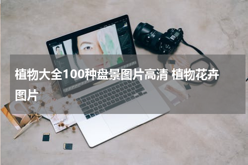 植物大全100种盘景图片高清 植物花卉图片