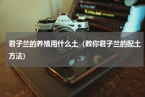 君子兰的养殖用什么土（教你君子兰的配土方法）