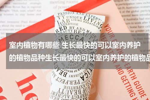 室内植物有哪些 生长最快的可以室内养护的植物品种生长最快的可以室内养护的植物品种有哪些